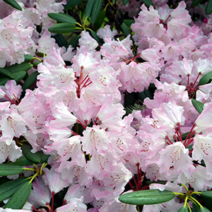 Whidbey Island, Rhododendron Gardens 11