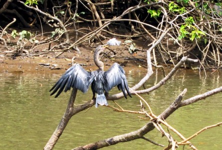 Costa Rica Caño Negro, Anhinga, or Snake Bird 4