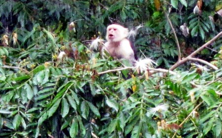 Costa Rica Caño Negro, Capuchin or White-Faced Monkey 10