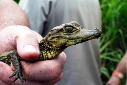 Costa Rica Caño Negro, baby cayman 1