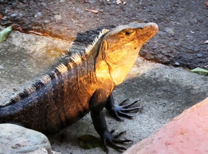 Costa Rica Manuel Antonio, iguana 16