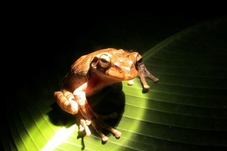 Costa Rica Monteverde, Frog pond 3