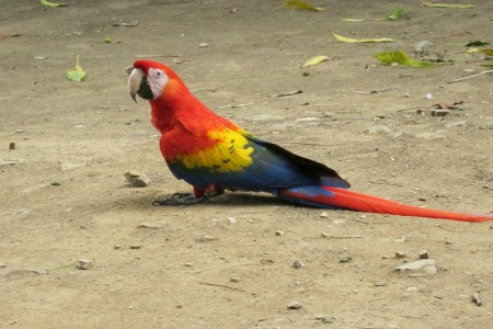 Costa Rica Red parrot 2