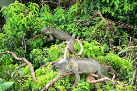 Costa Rica The Iguana Tree 2