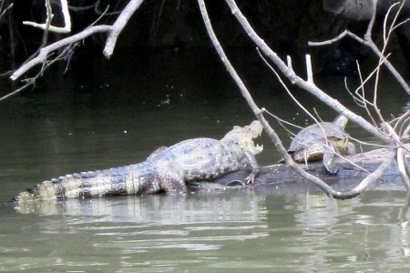 Putevye zametki Caño Negro, an unlikely couple 4