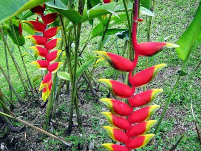 costa rica, False Bird of Paradise 1