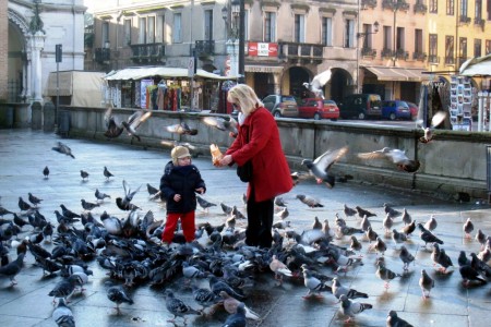 Padua, Pigeons