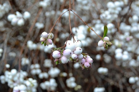 Iceland, flowers 1