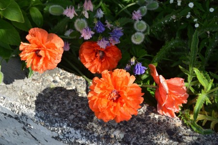 Iceland, flowers