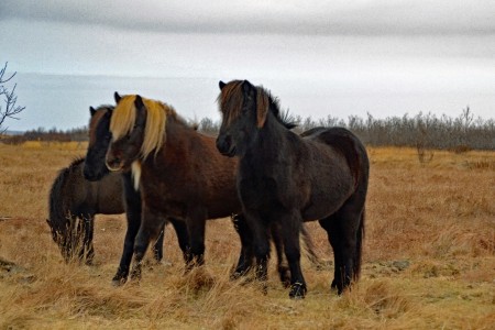 Iceland, horses