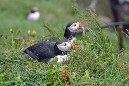 Iceland, puffins 1