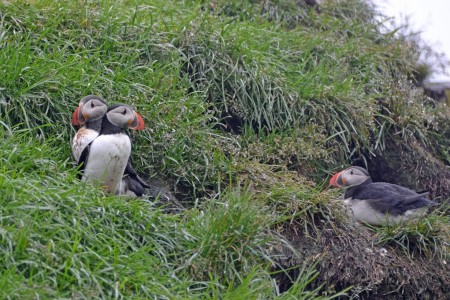 Iceland, puffins 2