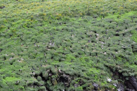 Iceland, puffins 3