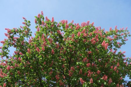 Chestnut trees 2