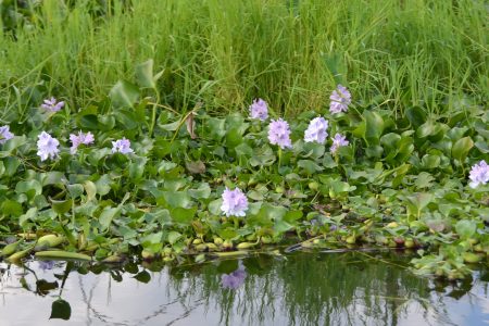 Inle Lake 16-1